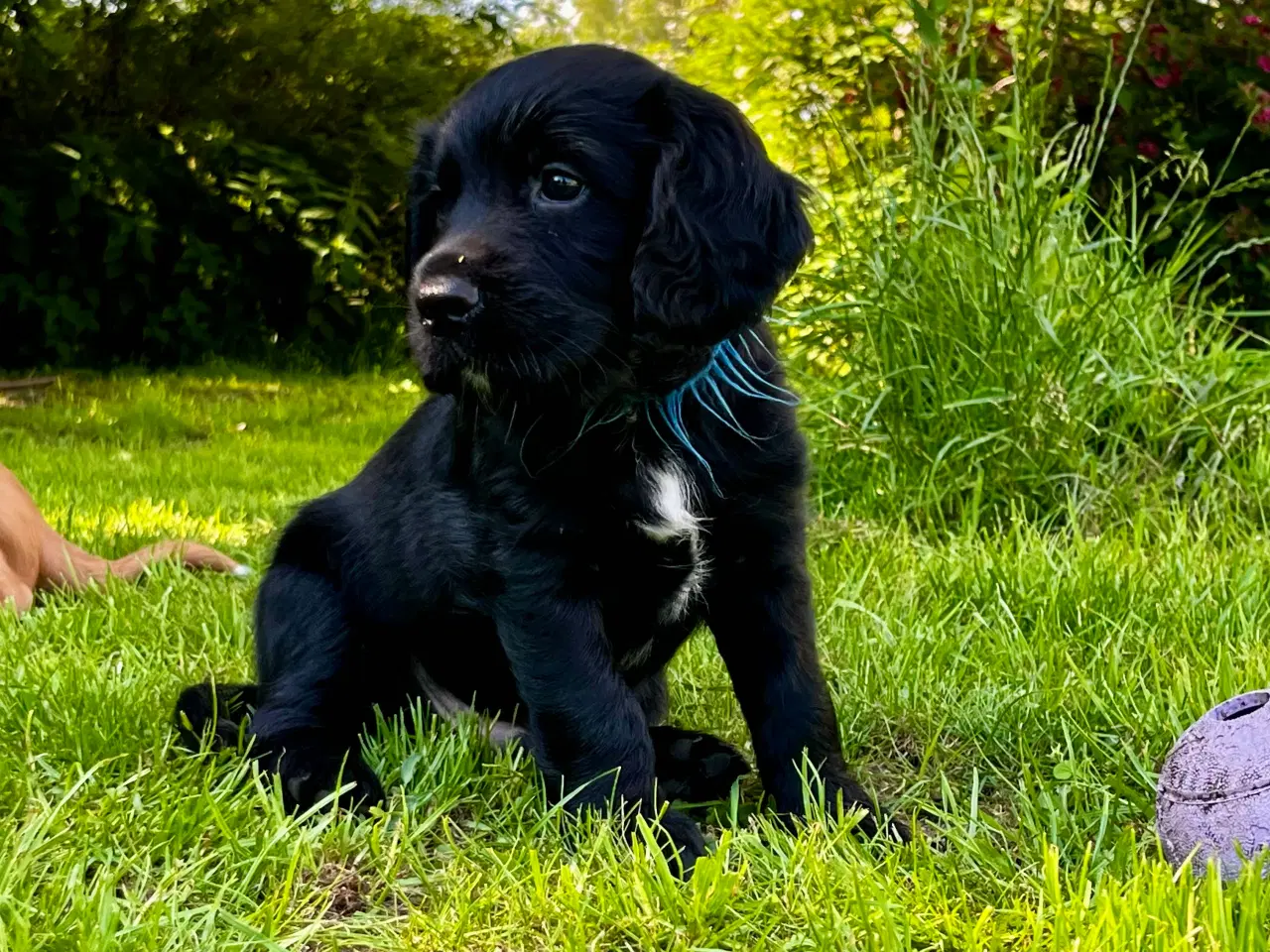 Billede 3 - FT Cocker Spaniel hvalpe