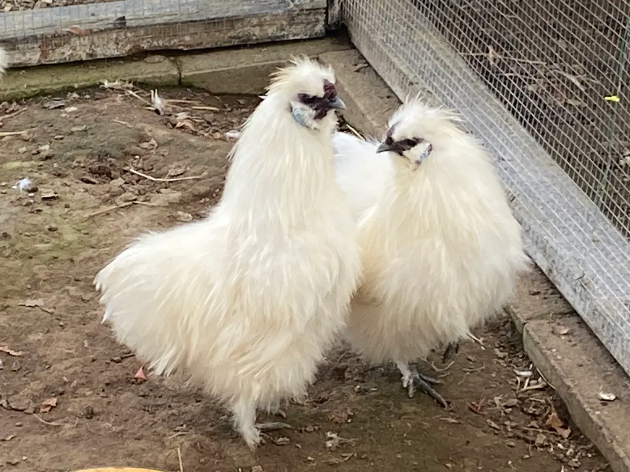 Billede 3 - Ren hvid dværgsilkehane 