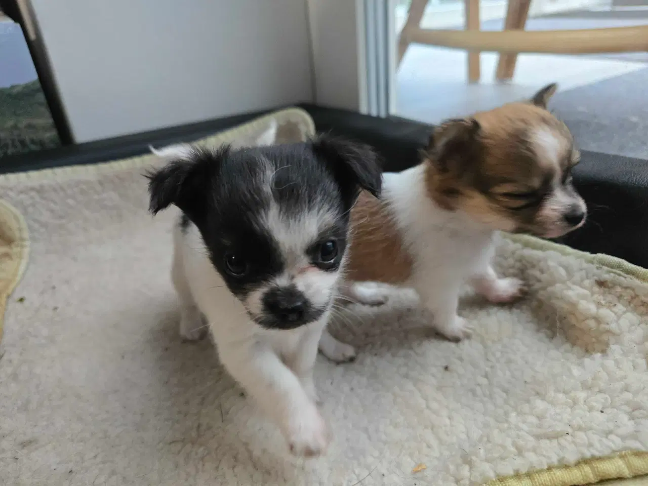 Billede 3 - Chihuahua hvalpe langhåret tæver. 2 stk