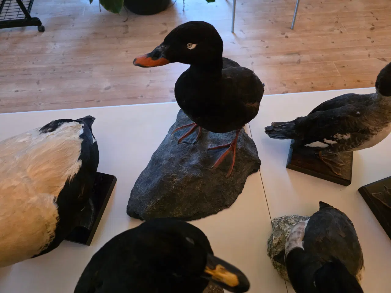 Billede 3 - Dykænder sælges enten samlet eller hver for sig