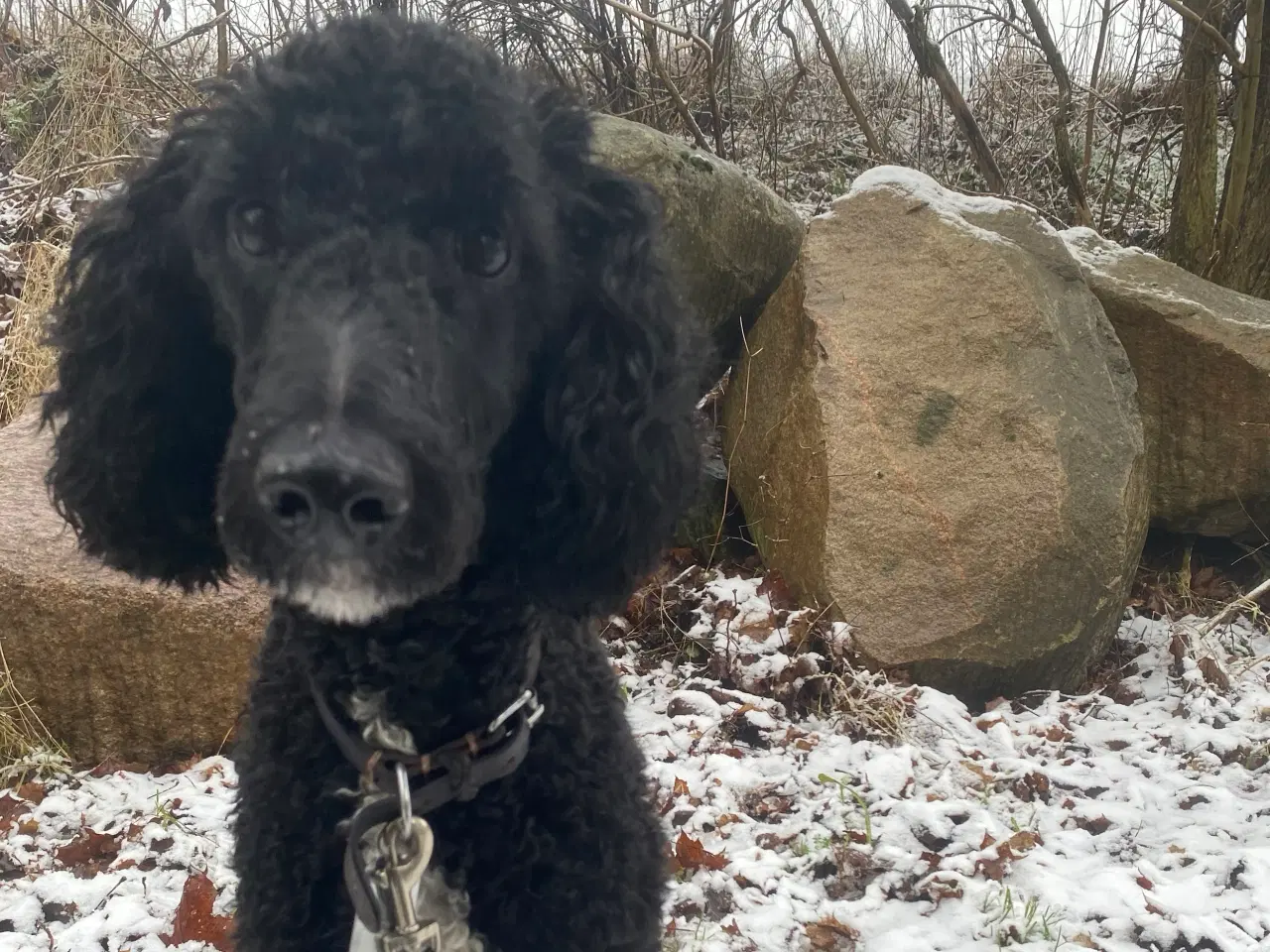 Billede 2 - Goldendoodle søger nye eventyr