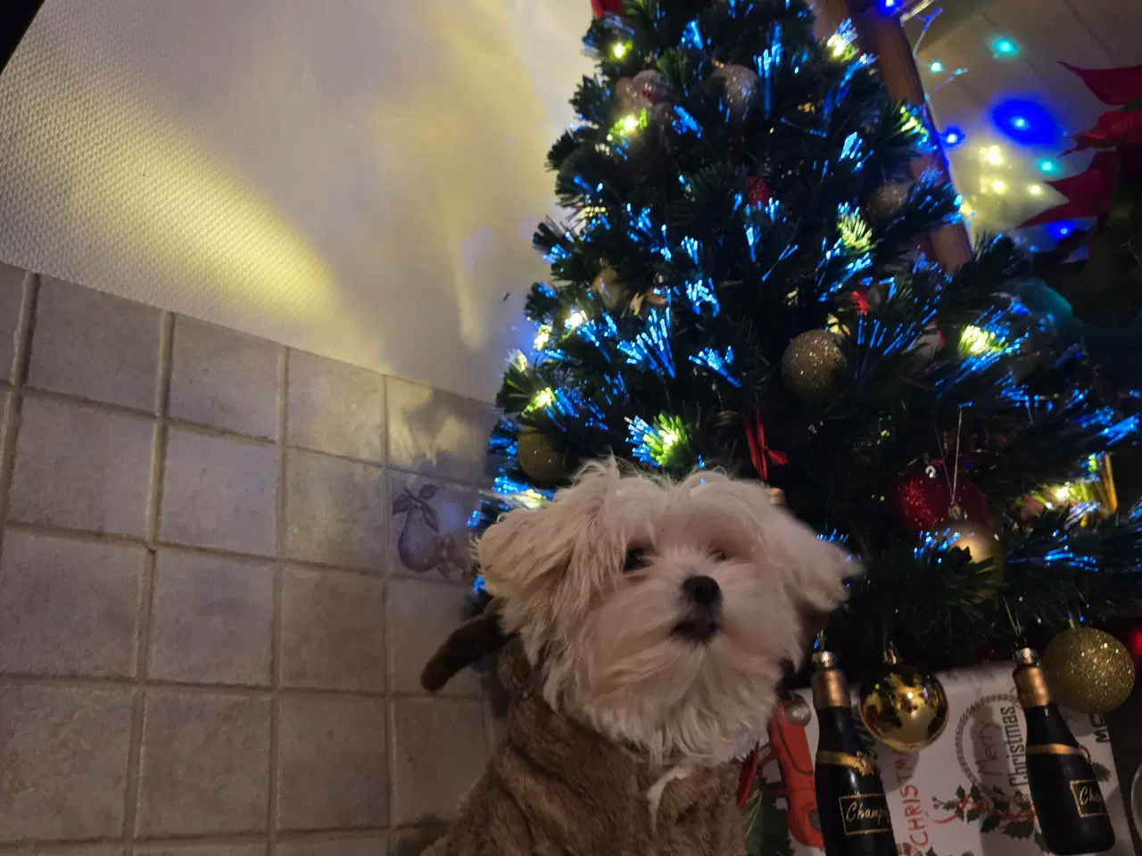 Billede 6 - Malteser hvalpe søger nye hjem ❤️