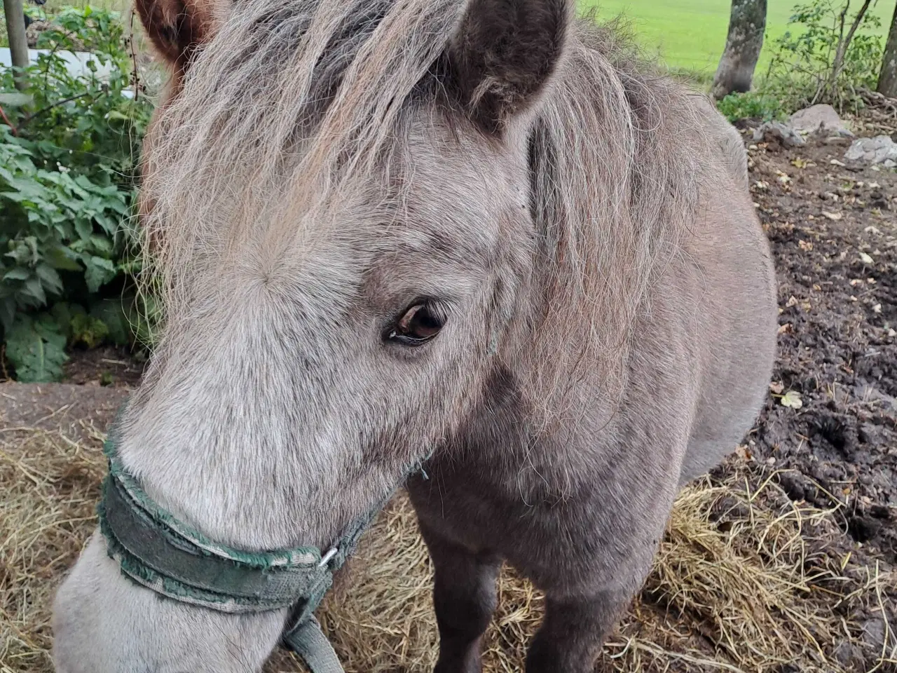 Billede 3 - Shetland m stambog