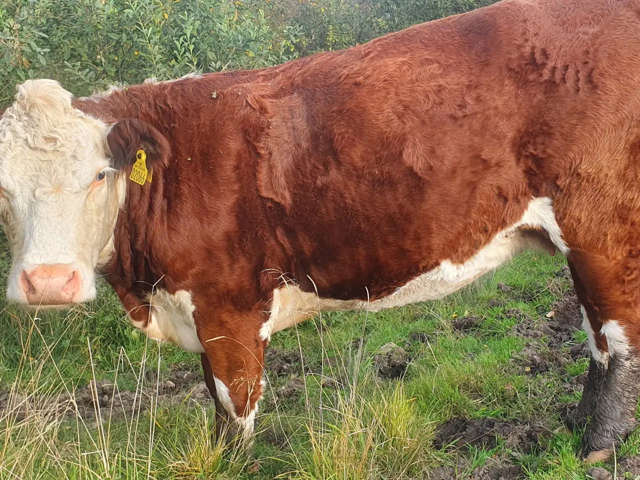 Billede 3 - Hereford Kvier sælges