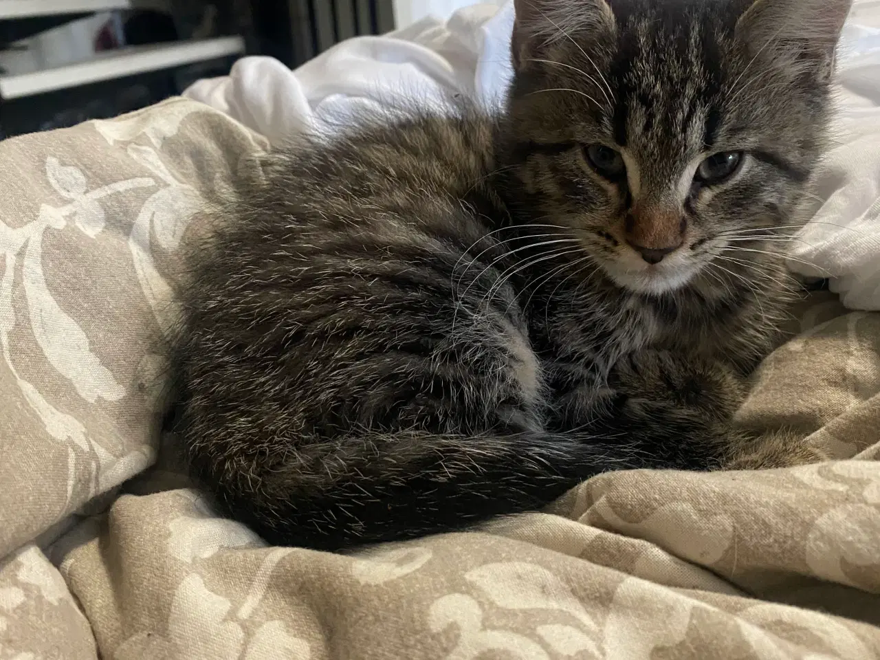 Billede 7 - Killinger søger gode hjem (reserveret) 