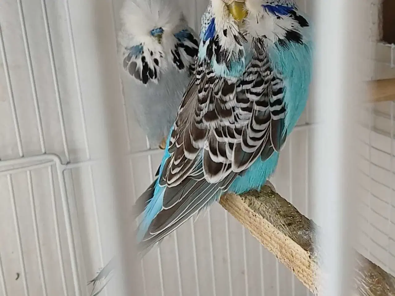 Billede 4 - Engelsk undulat hun