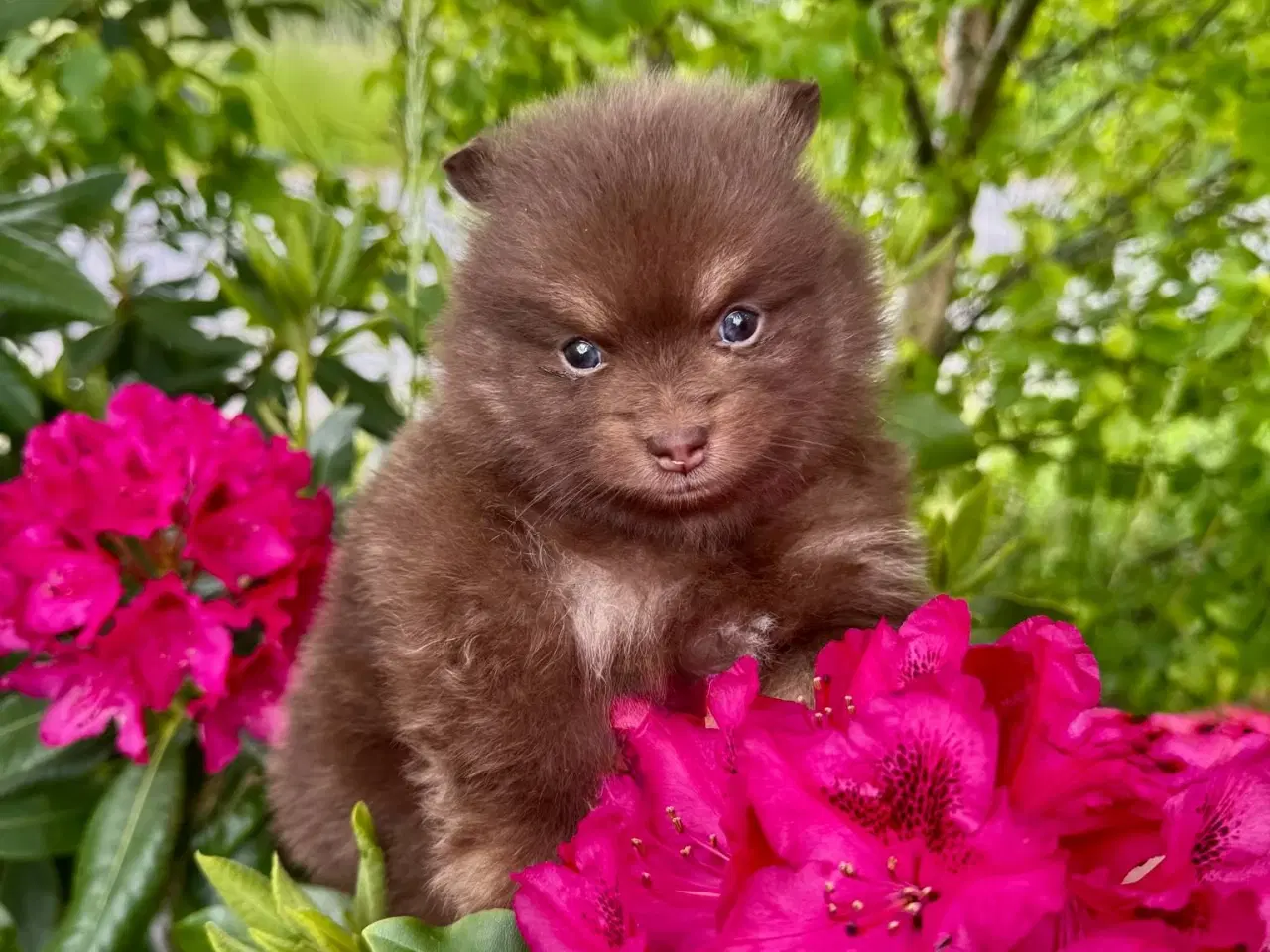 Billede 6 - Smukke  pomerania hvalpe 