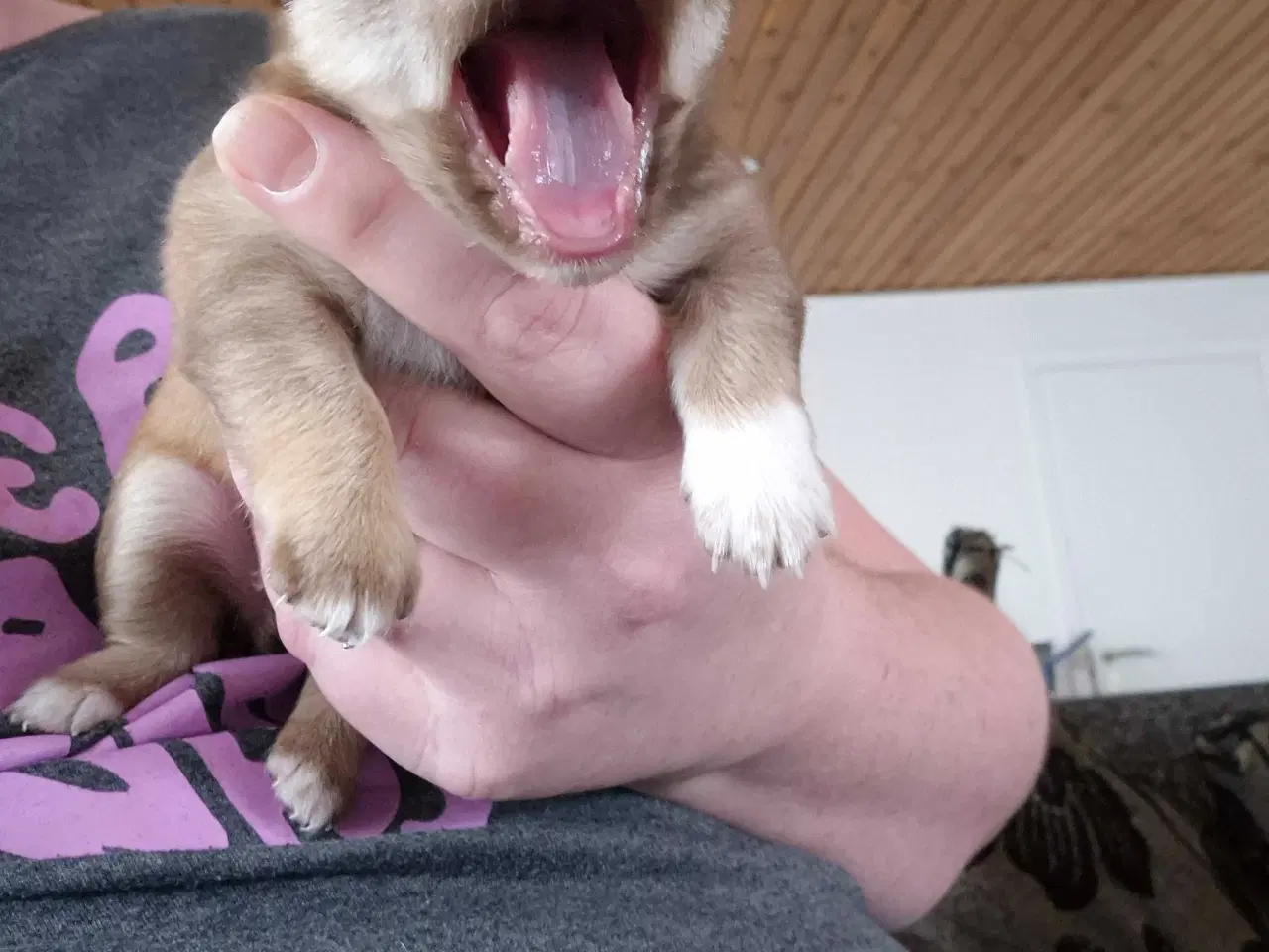 Billede 1 - Chihuahua tæve 