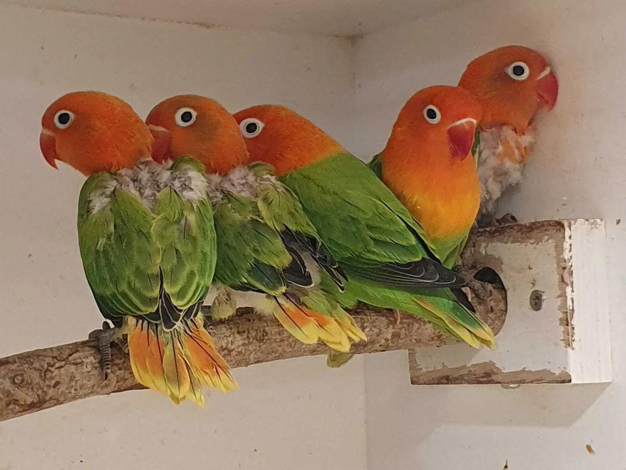 Billede 1 - Dværgpapegøje Grøn Opaline 