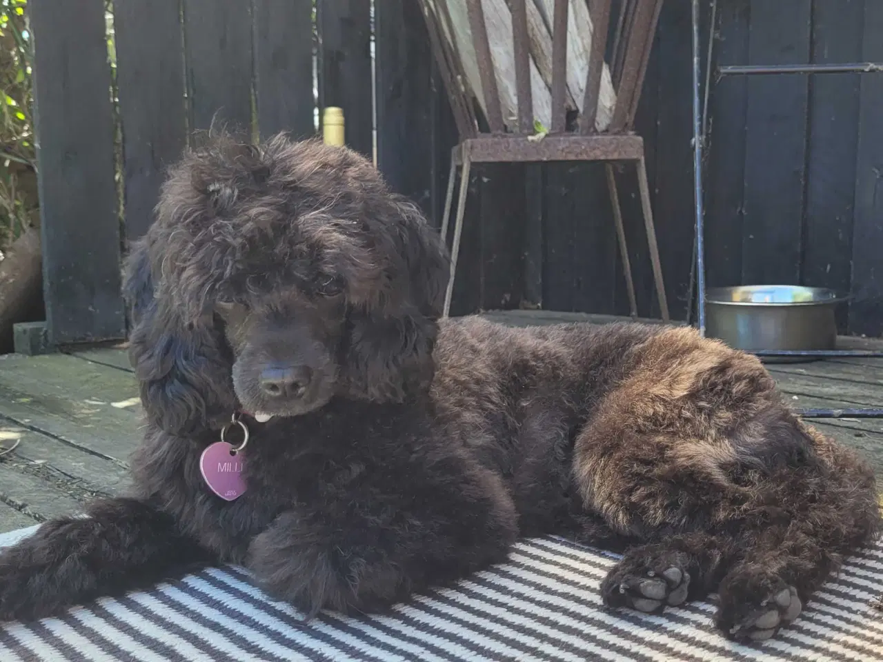 Billede 1 - Skøn Cavapoo pige 