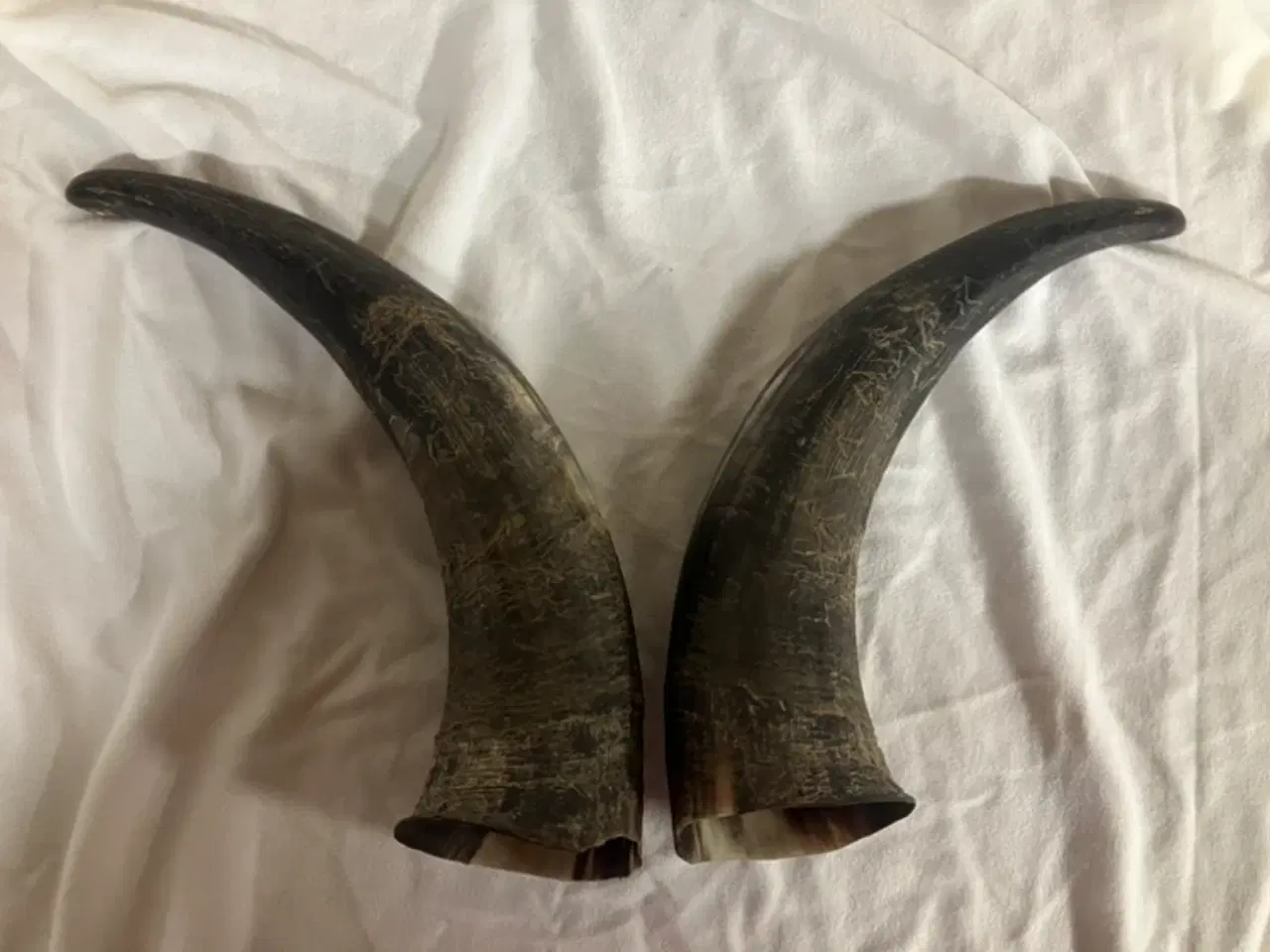 Billede 3 - Fine horn / kohorn 