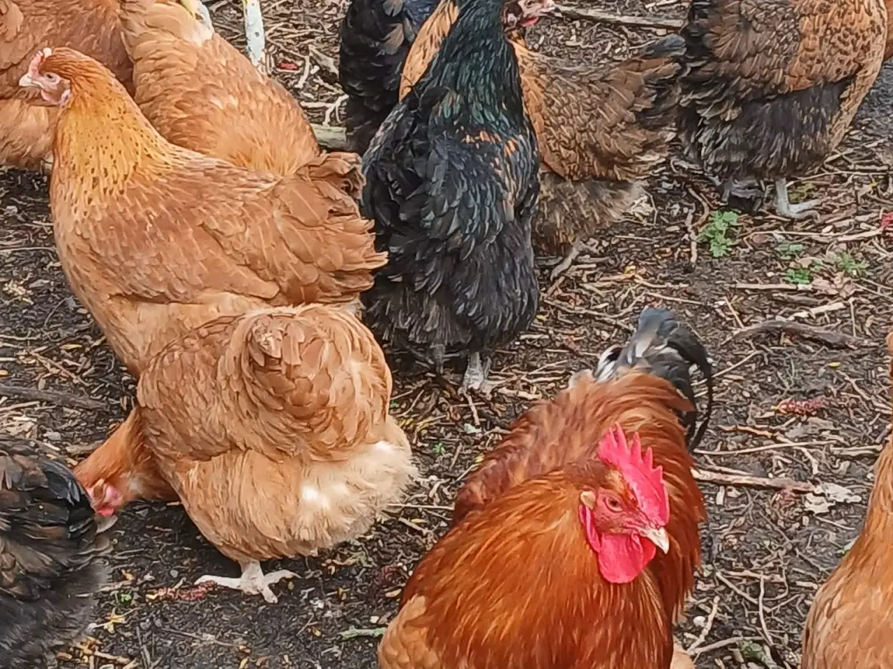 Billede 17 - Hønniker af store æglæggereø