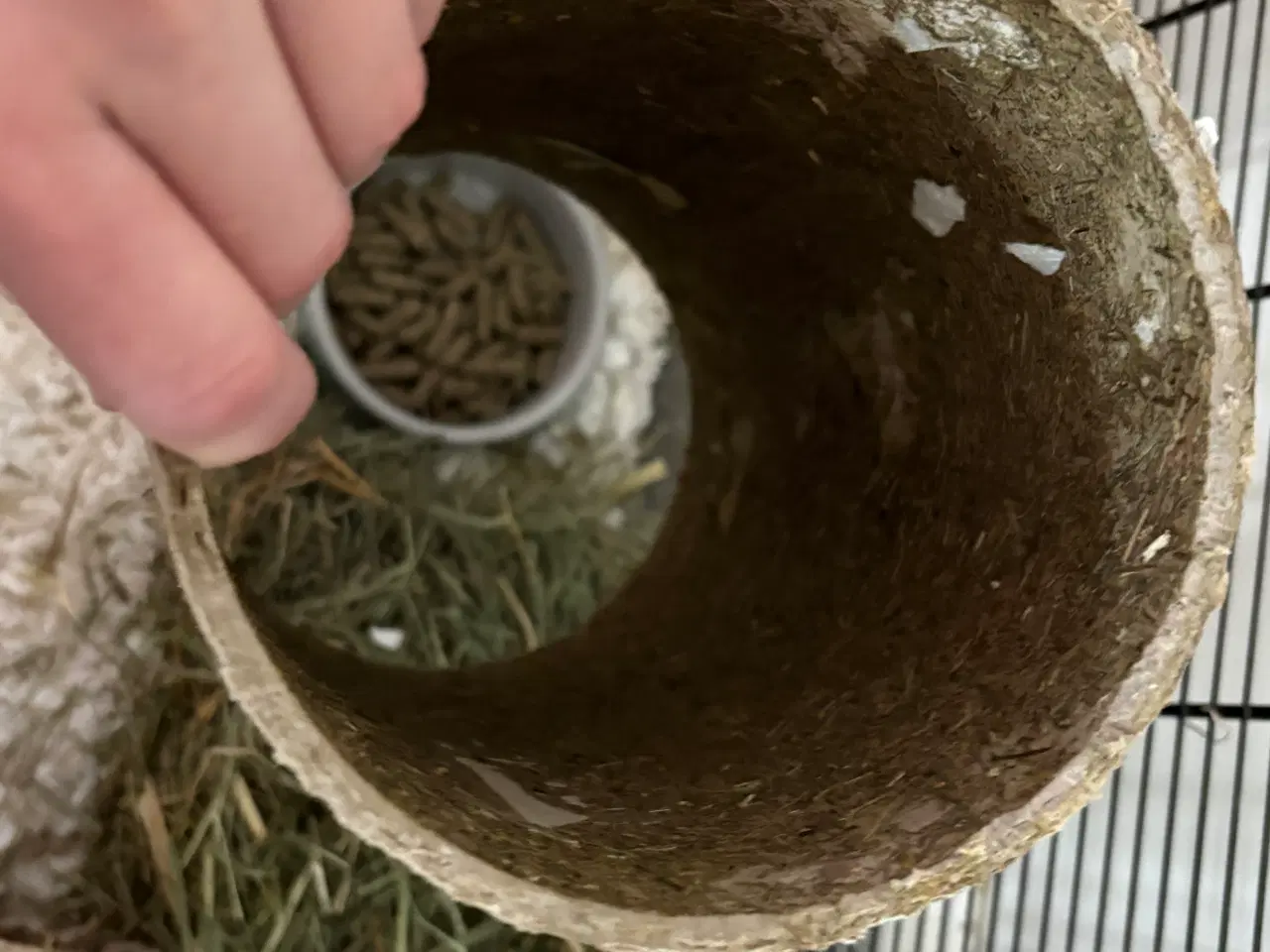 Billede 10 - To Han marsvin og tilbehør 