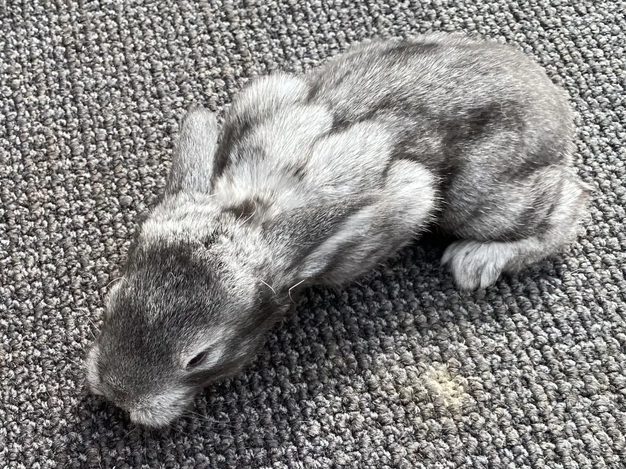 Billede 6 - FRANSK VÆDDER HAN CHINCHILLA