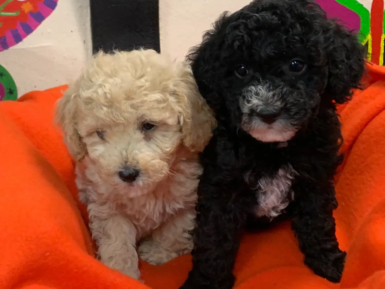 Billede 15 - Små fine mini Maltipoo babyer