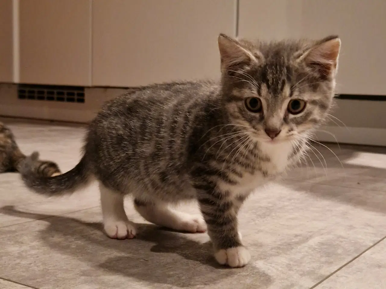 Billede 4 - Sød han kattekilling