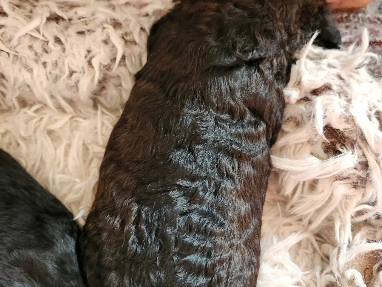 Billede 4 - Bamserne søger ny opvartning 