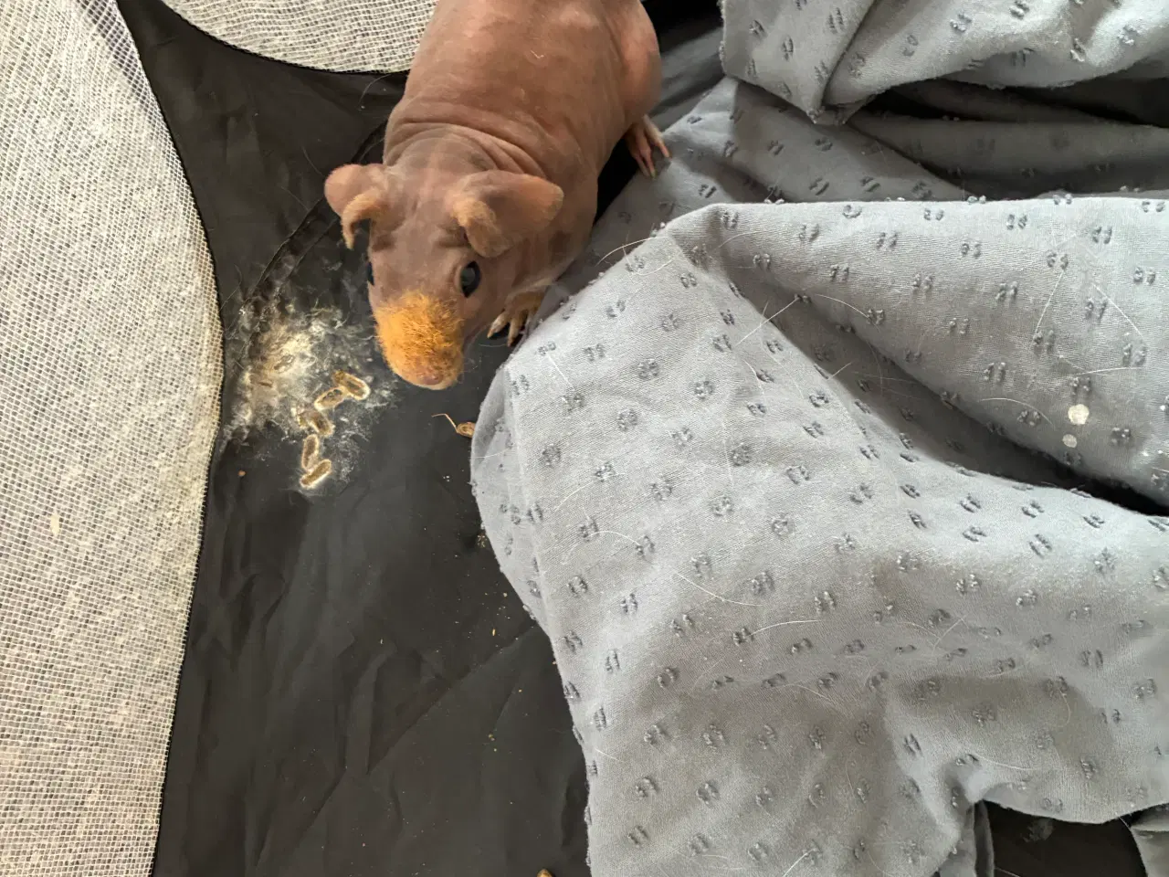 Billede 12 - Marsvin i forskellig aldre skinner er hunner