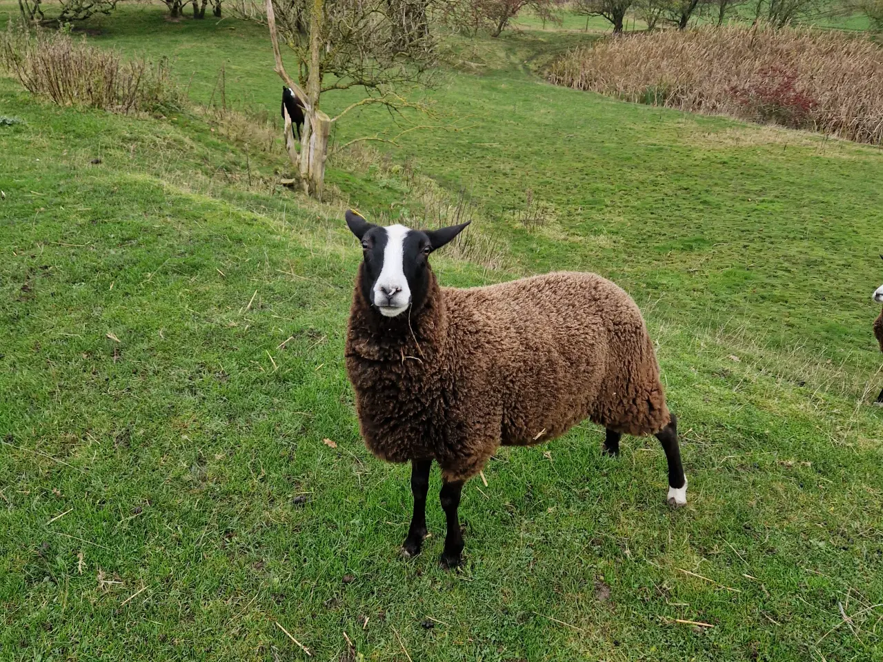 Billede 6 - Zwartbles vædder og gimmer lam M3