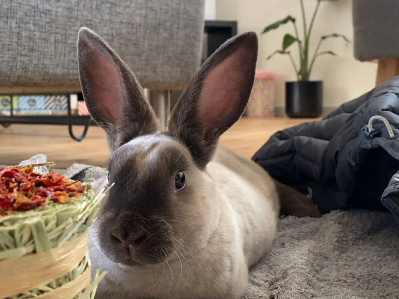 Billede 4 - Stampe søger nyt hjem🐰