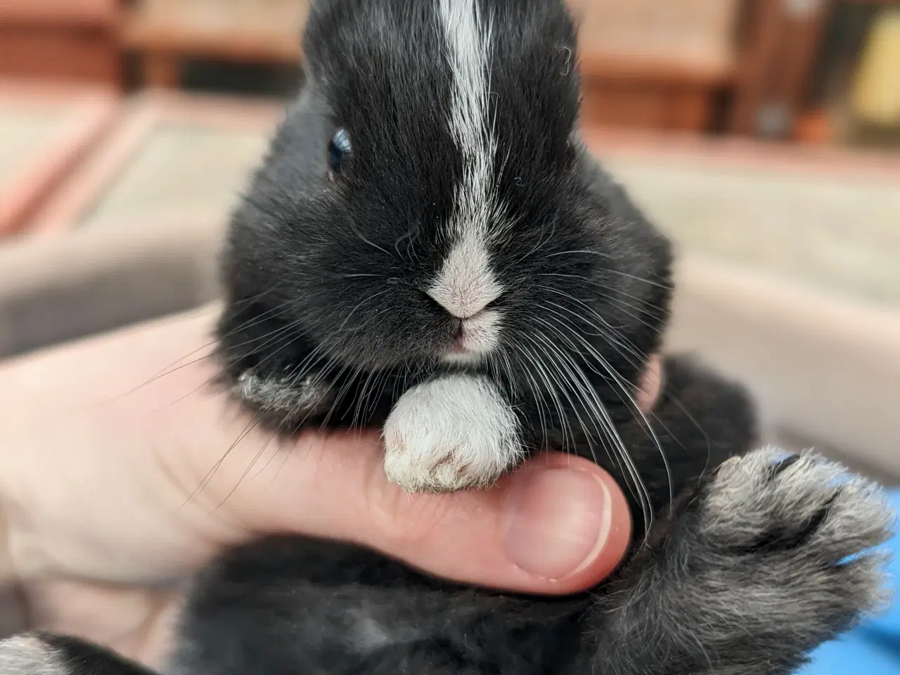 Billede 2 - Hermelin kaninunge sælges 