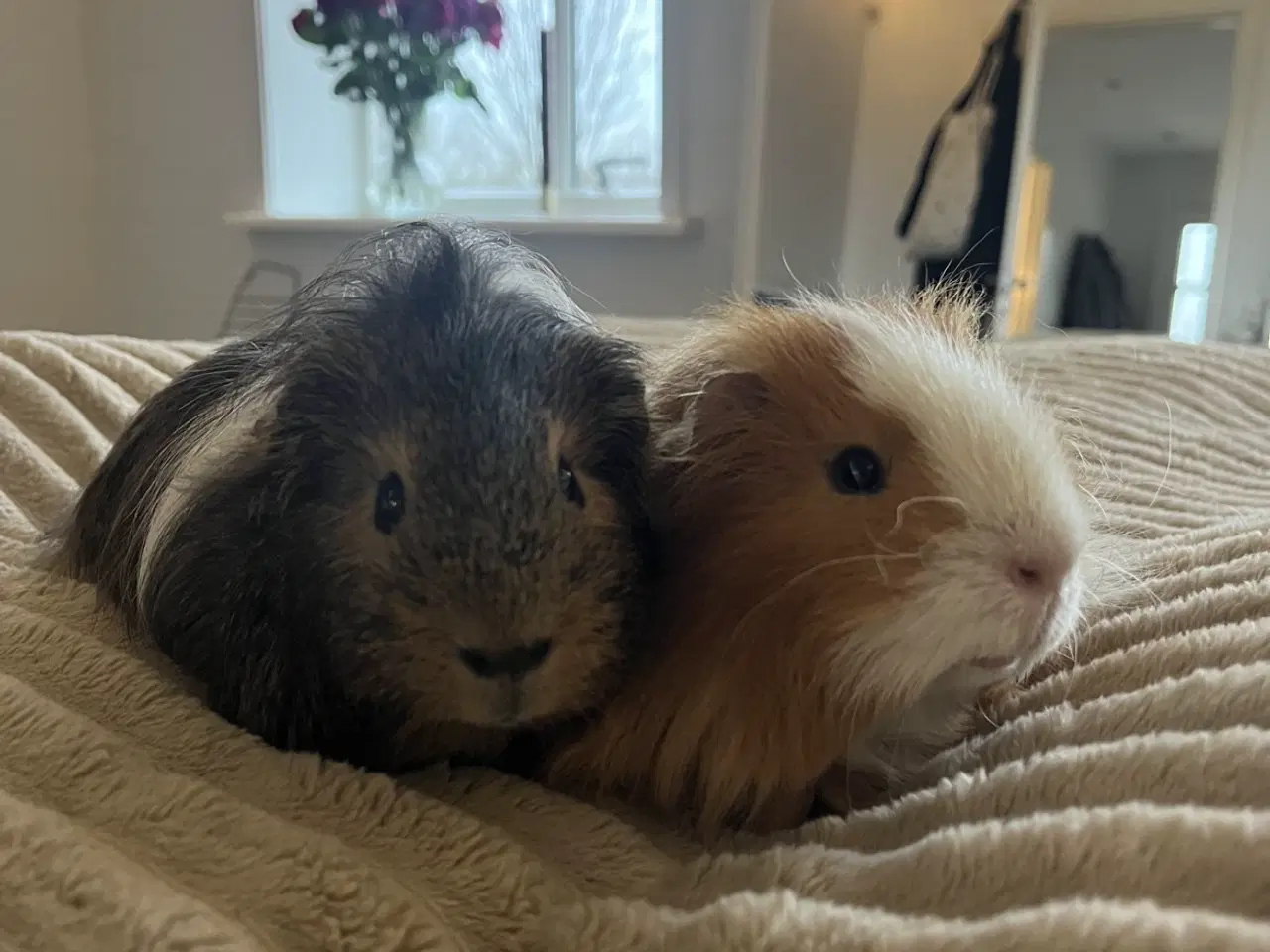 Billede 1 - Søde og håndtamme marsvin sælges 🐹