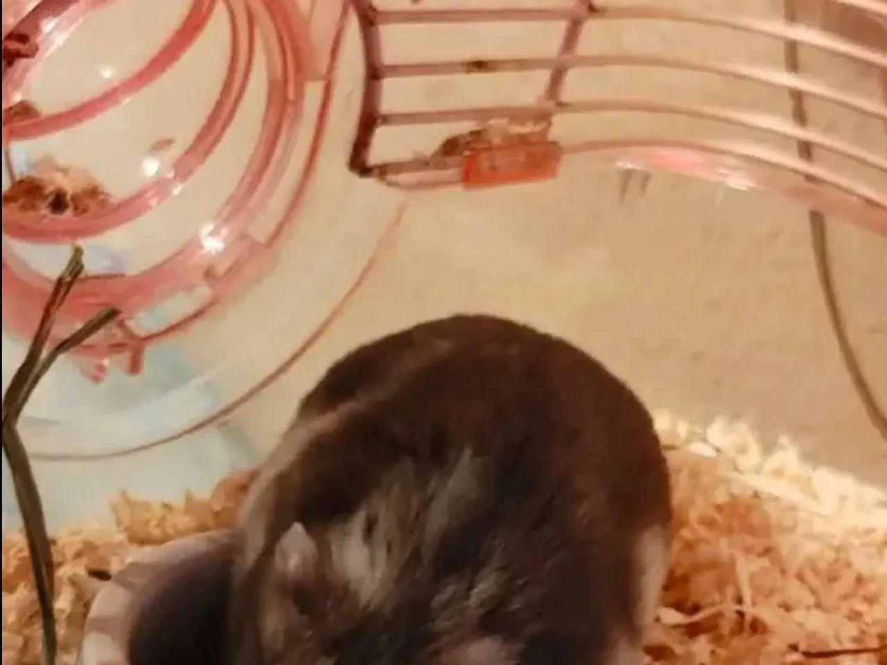 Billede 1 - 2 hamster kømes samlet eller hver for sig der er e