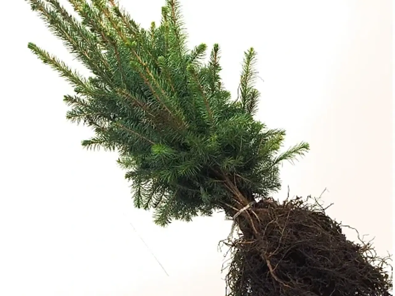 Billede 1 - Sitka planter 0-1000 stk