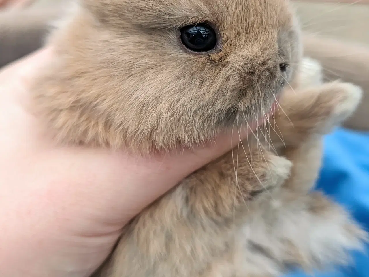 Billede 3 - Hermelin kaninunge sælges