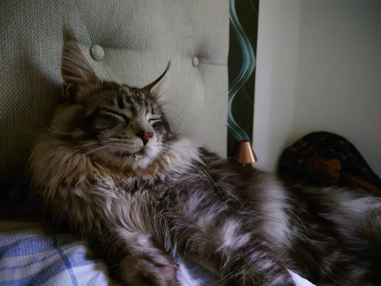 Billede 5 - Maine coon killinger uden tavle