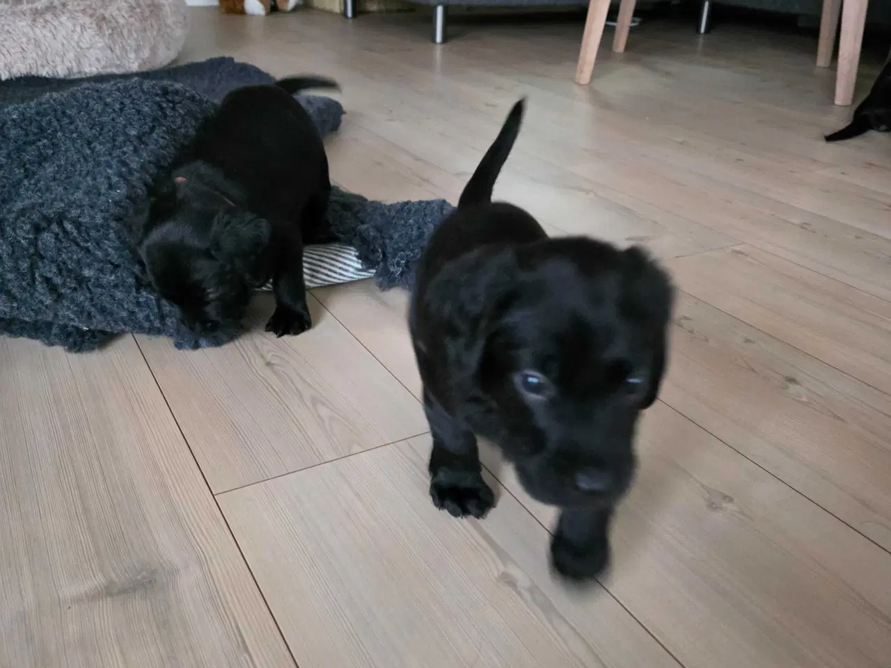 Billede 3 - Springador hvalpe  