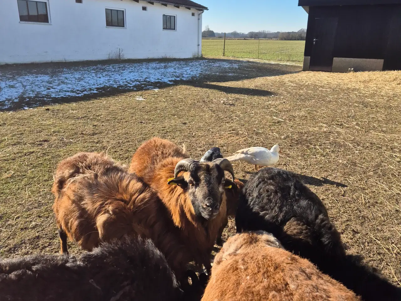 Billede 2 - Cameroun vædder og gimmer 