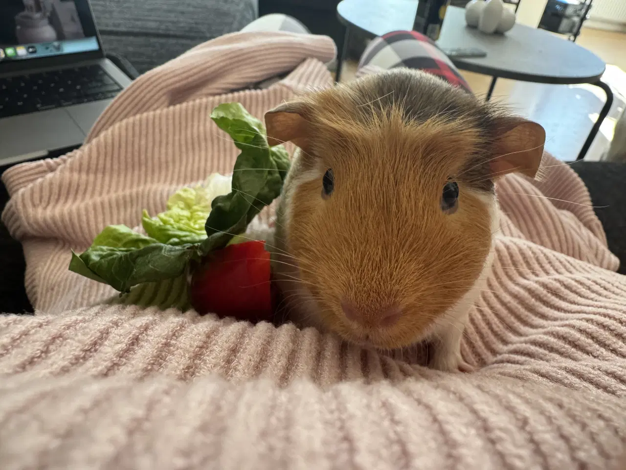 Billede 1 - Han marsvin