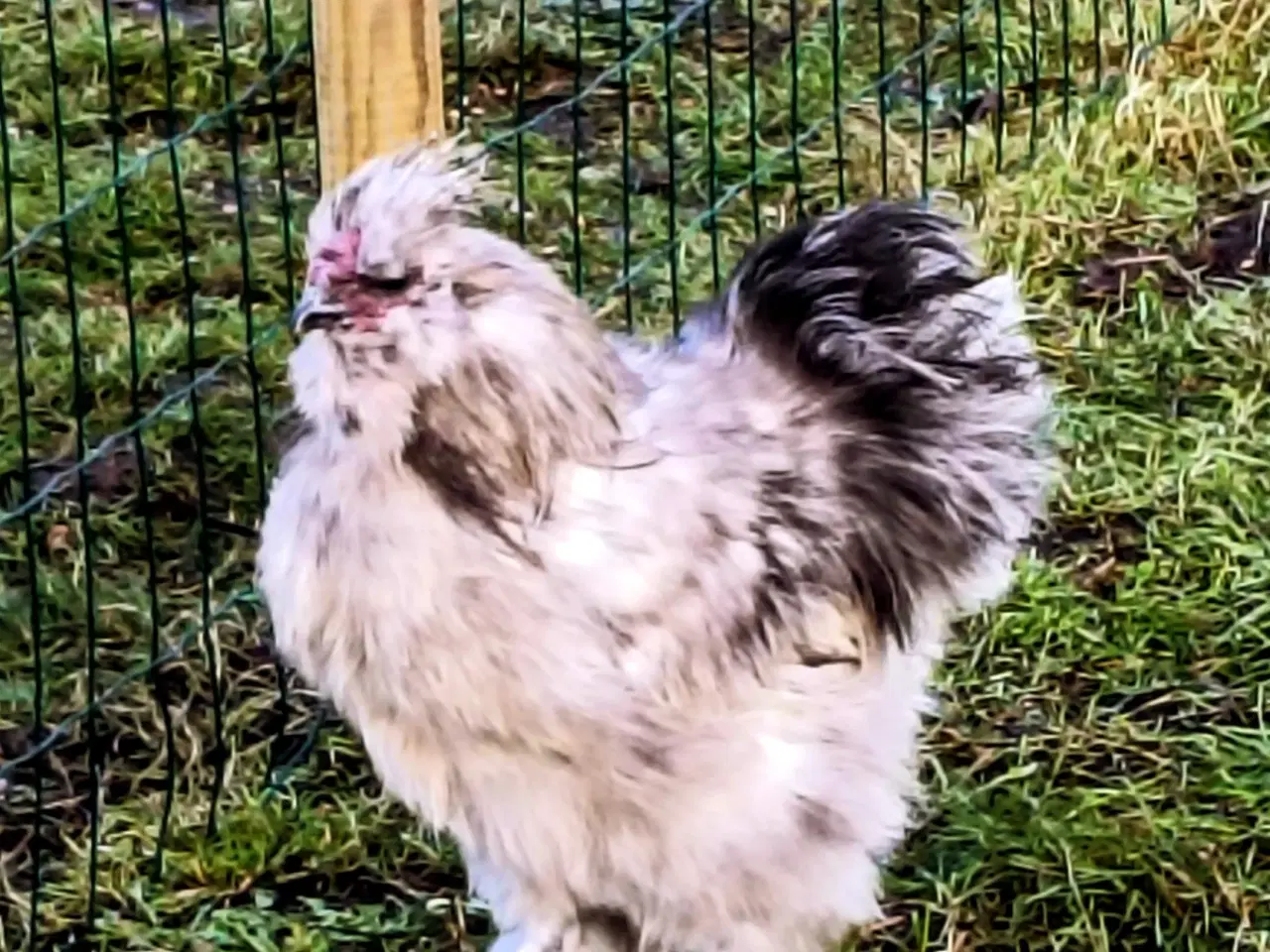 Billede 3 - Silke høns US/ mellem str