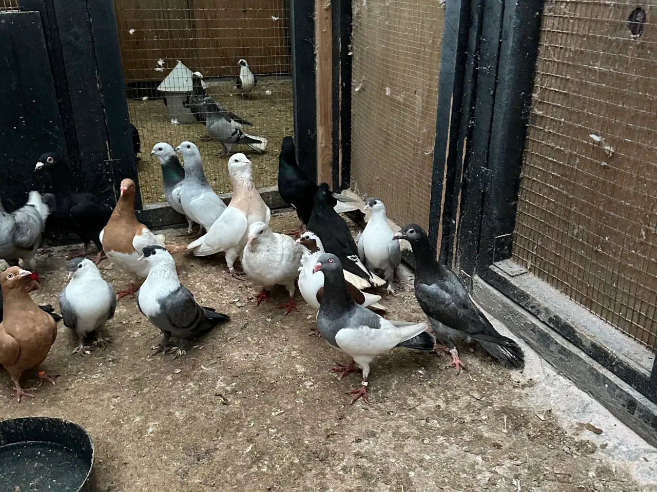 Billede 14 - Mange forskellige Arbisk race due