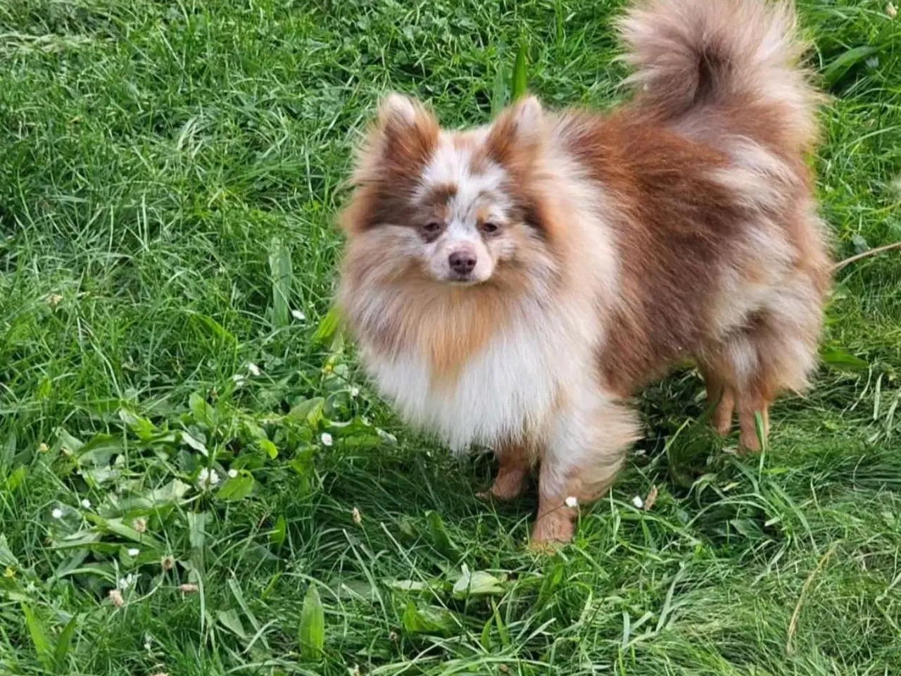 Billede 1 - 🌟 Smuk brun Merle Pomerania han 