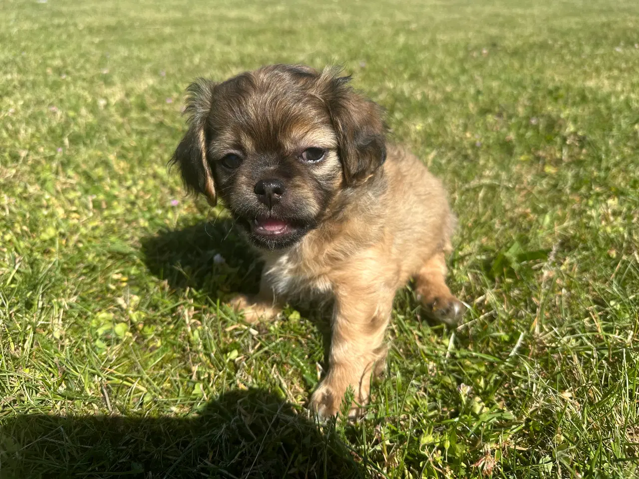 Billede 5 - Shih tzu blandinger 