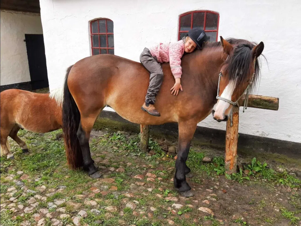 Billede 7 - Nordsvensk hoppe sælges 