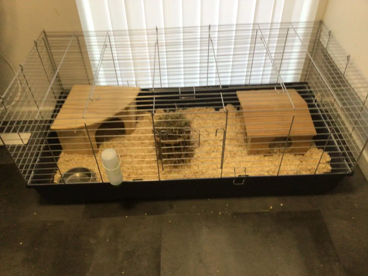 Billede 4 - 🐹 To søde marsvin søger nyt hjem – Alvin & Flamme