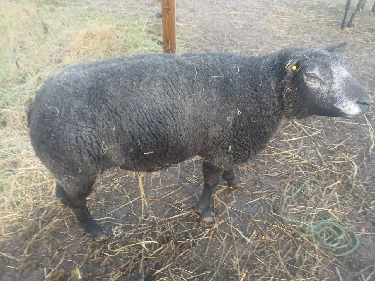 Billede 2 - Vædder Blå texel