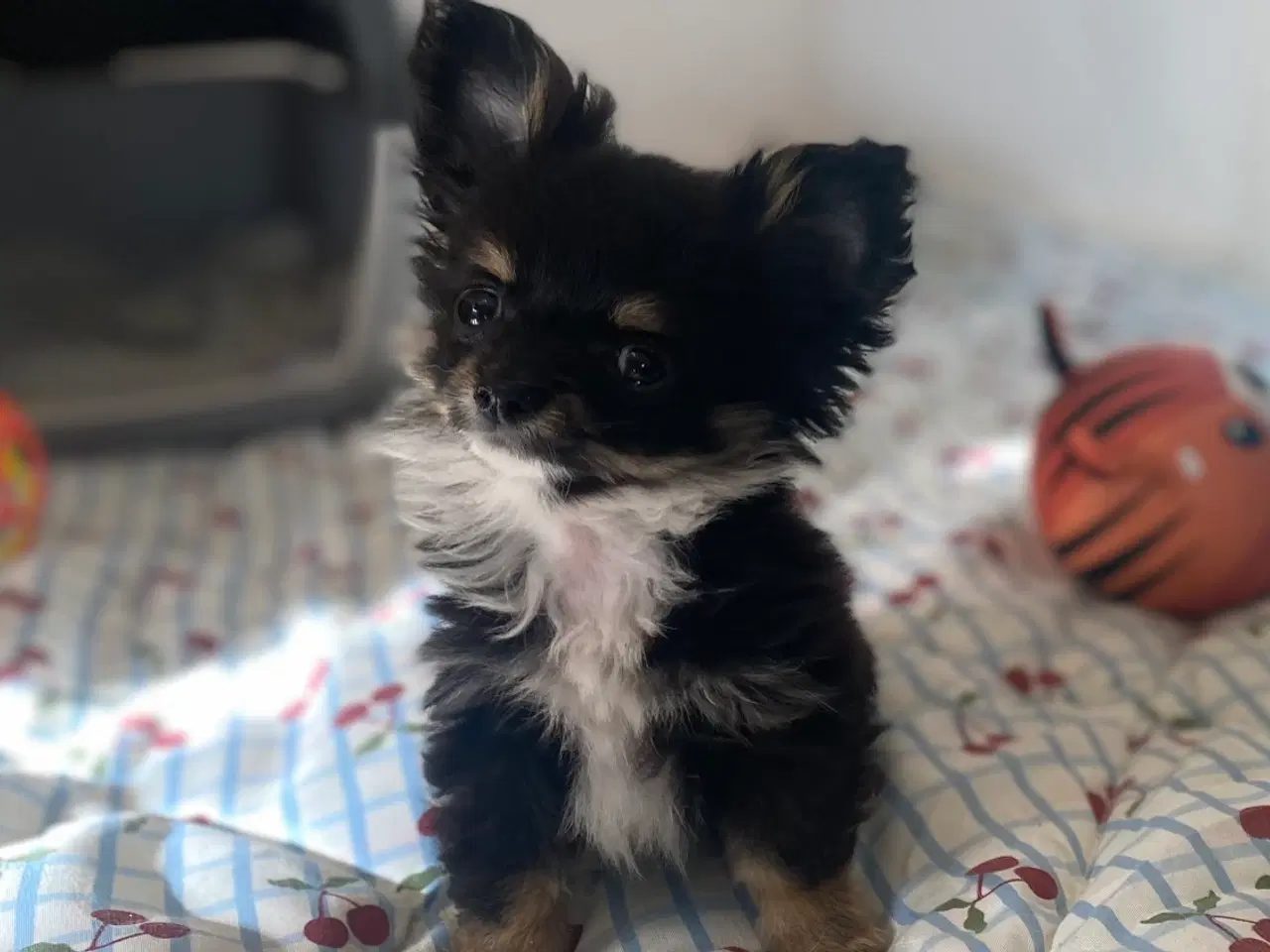 Billede 6 - Smuk, lille hvalp 