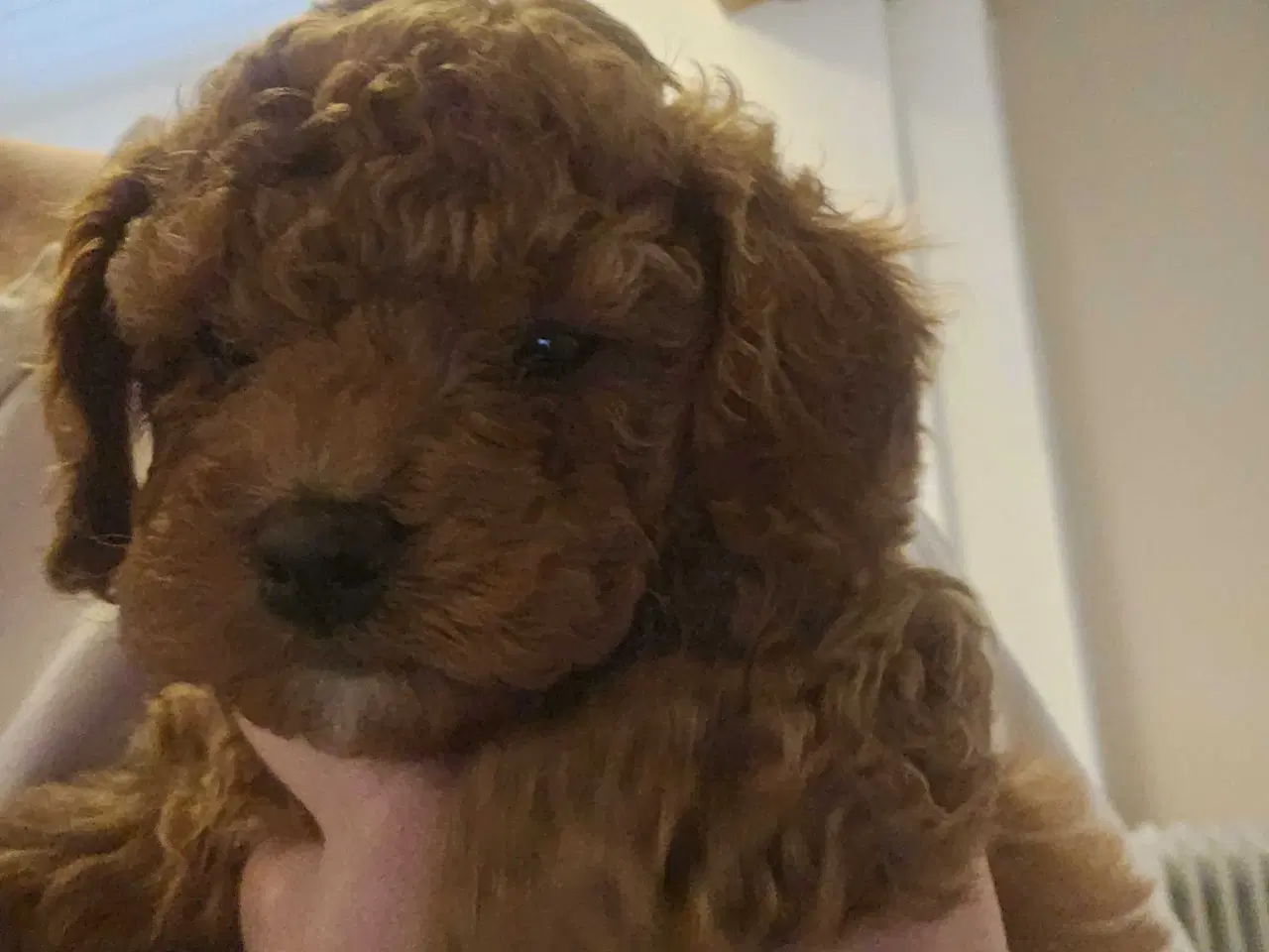 Billede 3 - Cockapoo F1B