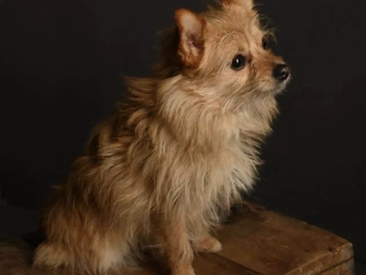 Billede 7 - 3 søde tæver. Små blandinger