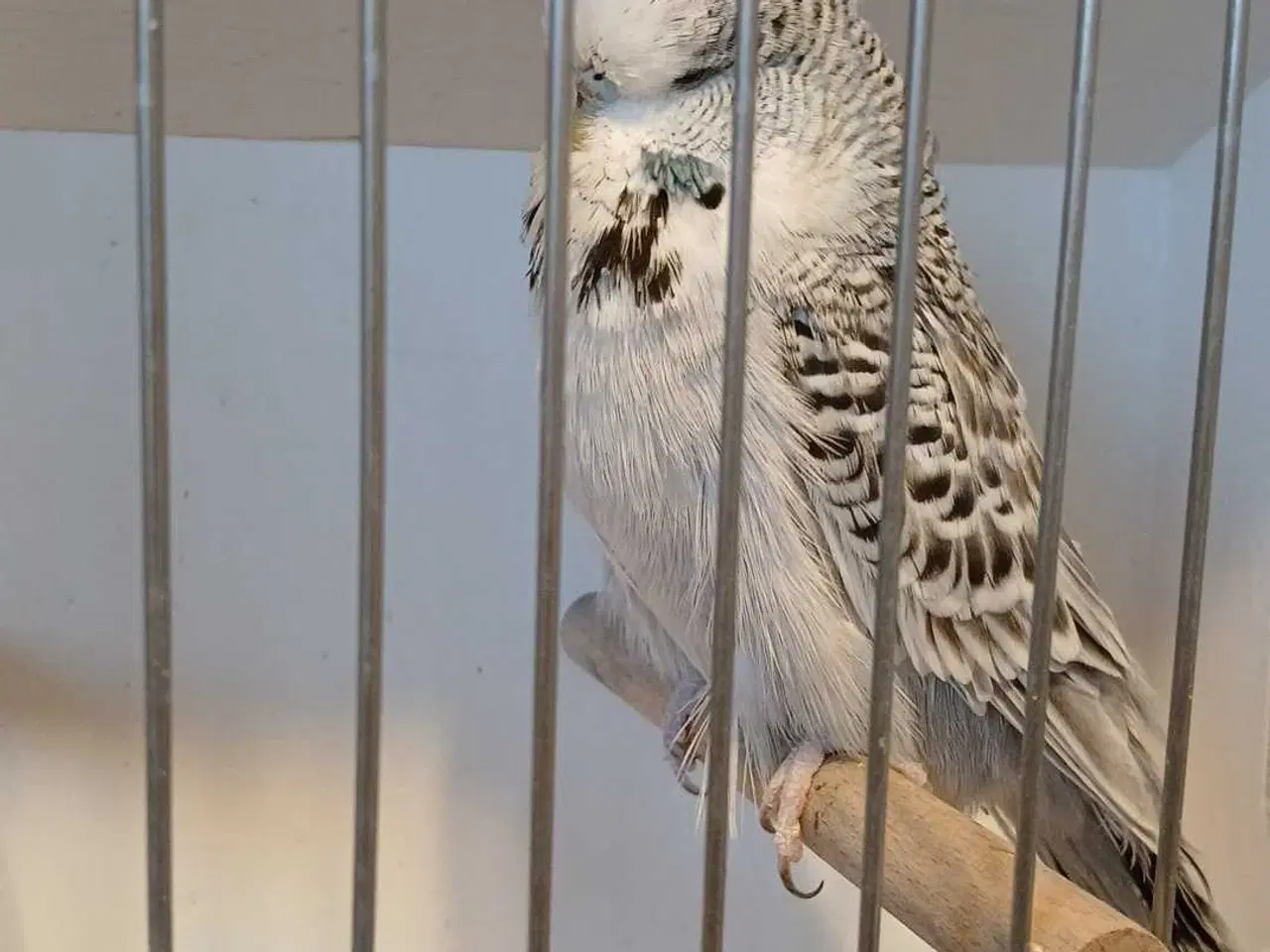 Billede 18 - 1 par Engelske undulater 