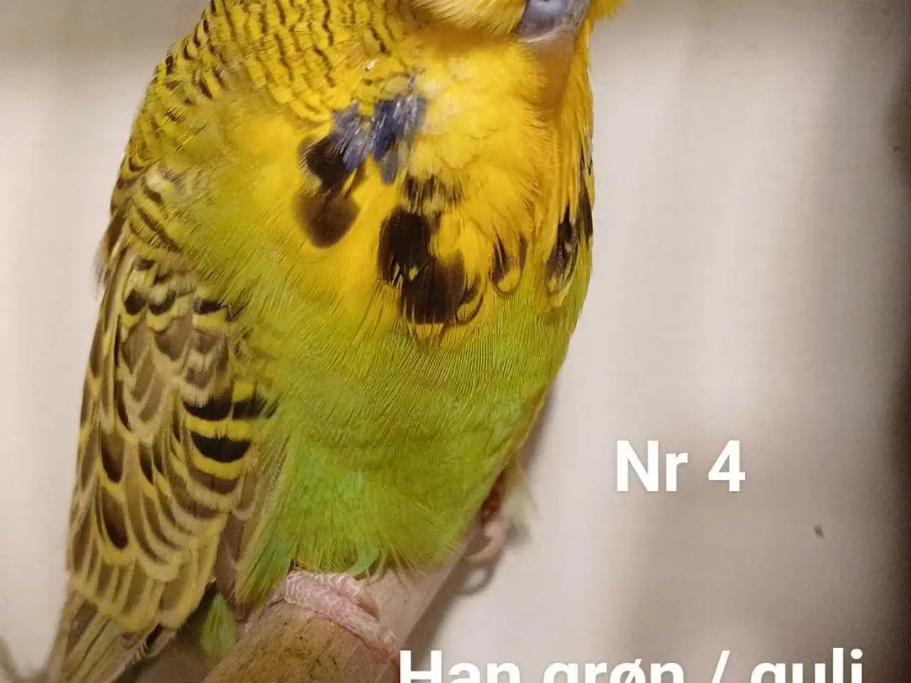 Billede 11 - Engelske undulater 