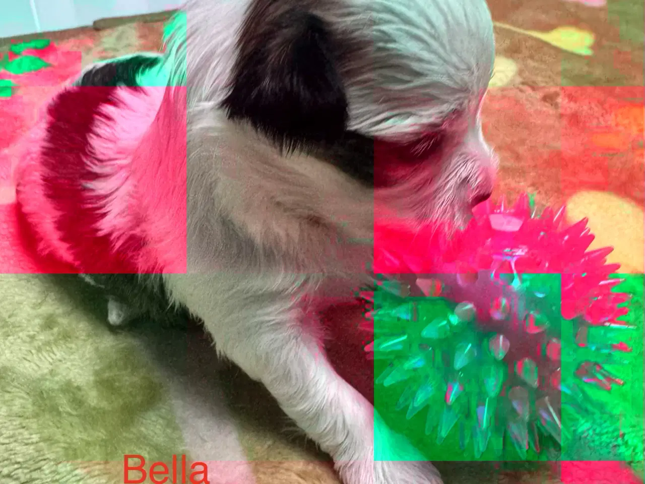 Billede 13 - Bichon havanaiser hvalpe med stamtavle 