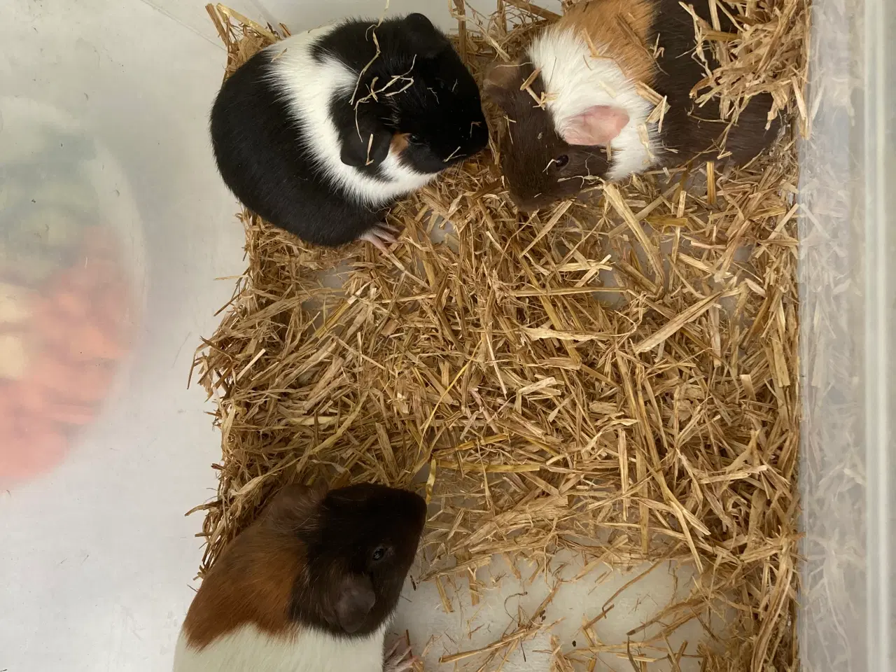 Billede 3 - Glat håret marsvin sælges.