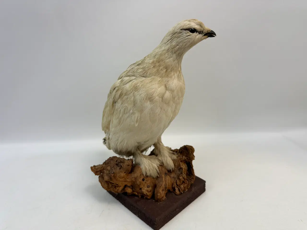 Billede 1 - Udstoppet Rybe 