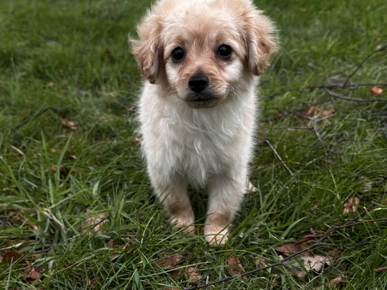 Billede 7 - Cavapoo F2B 