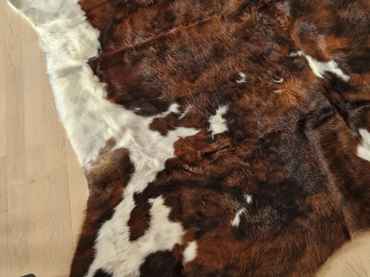 Billede 3 - Stort koskind sælges